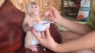 Monkey David is happy when Mom feeds him a special yellow melon