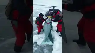 Saving the Ocean&rsquo;s Secret: A Daring Mermaid Rescue