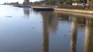 Manatee Viewing Center