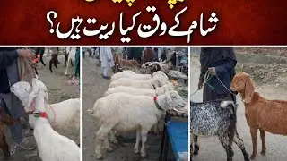 Gondal Bakra Mandi cheap rate with Usama zamir vlogs #goat #goatfarming #breeder #sheep #beetalgoats