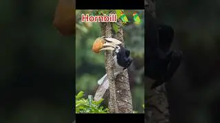 How Does The Hornbill 🦜 Protect lts chicks #shorts #video #islamic #viral