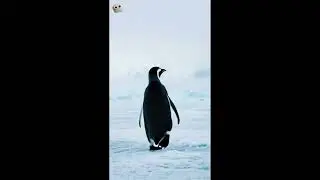 Объяснение природы пингвина-нигилиста | Научное объяснение вирусного видеоролика из Антарктики