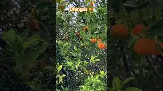 Abundance in Citrus: Tales from a Fruitful Orange Tree