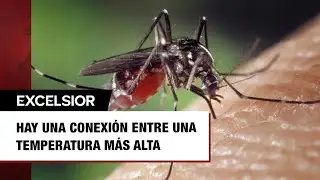 Advierten por &lsquo;tendencia al alza&rsquo; de enfermedades transmitidas por mosquitos
