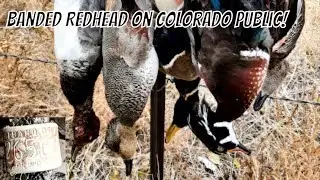 BANDED REDHEAD on Colorado Public - Post Split Duck Hunting 2020