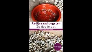 Stadstuinieren - Zaden oogsten van radijs #moestuin