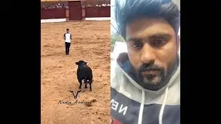 #bull #trending #viral