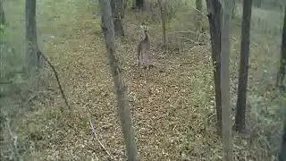 barnett recruit crossbow