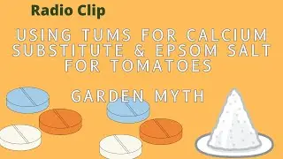 Does it work Tums and epsom salt for a Calcium substitute - Radio short segment