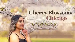 Chicago in Spring Cherry Blossoms Photoshoot | BTS and Lightroom Edit Photography