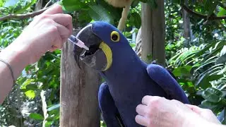 Zoo animals miss their visitors amid coronavirus pandemic | AFP