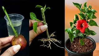 How to Grow Hibiscus Plant from Cutting With Potato & Grape Fruit In A Water