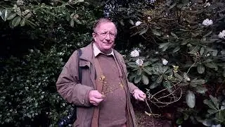 Linderas in flower at Caerhays