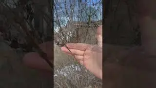 South Dakota Zone 5 - Budding Out in January?  Nooo no no no.