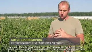 SMART BEE Pollination and Plant Protection Services   Розумне бджолозапилення та Захист Рослин