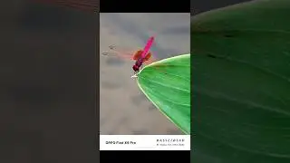 OPPO Find X9 pro Photography Test Camera Testing Review Hands on Upcoming Phone 2025 specification