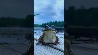 American Bullfrog is the largest species of #bullfrog in North America. #amazingspecies