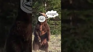 POV: When the Bull Market Runs Down the Bears 🐂🐻💨