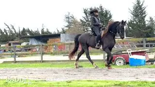 Riding a Barefoot Tennessee Walking Horse Naturally - Natural Tennessee Walking Horse Gaits - Tilley