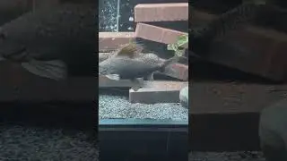 Glimpses of Grace: The Elegant Featherfin Squeaker Catfish in Our Aquarium