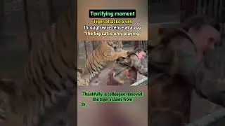 【Terrifying moment! Tiger attacks a vet through wire fence at a zoo. 
