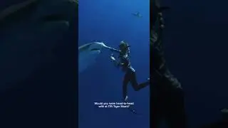 Diving With A 17ft Tiger Shark 🤯 #tigershark #apexpredator #respect #queen #shark #diving #a