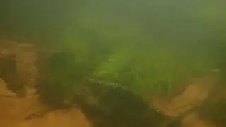 Blackwater stream habitat in Vaupes, Colombia