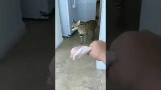 cat eating chicken