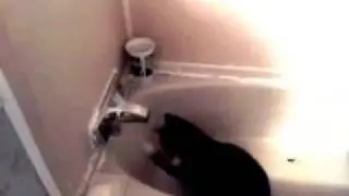 My cat loves water *cat attack*