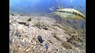 Minnows in the Asker River