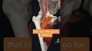 #learnanatomy do you know about the #pectineus ❓ you have groin pain❓#fyp #shorts #physiotherapy
