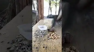 Squirrels eat walnuts, birds eat walnuts, birds eat walnuts, squirrels eat walnuts