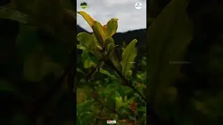 #shorts #malappuram #perinthalmanna #kerala #nature #beautiful #place #travel #travelvlog #video