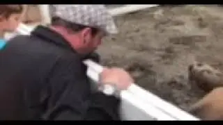 Pig Whisperer