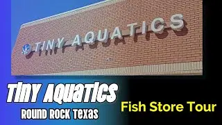 Tiny Aquatics Fish Store Tour#aquariumfishmarket