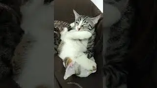 King Alt's grooming session ft. Wrench #kittenlife #cat #kitten #catparenting #catparenting