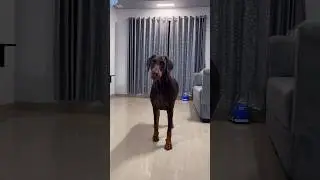 Grace The Doberman 😍#shortvideos #youtubeshorts #shorts