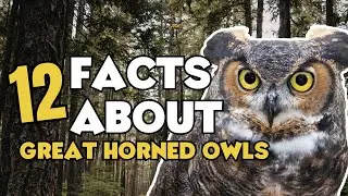 12 Facts About the Amazing Great Horned Owl