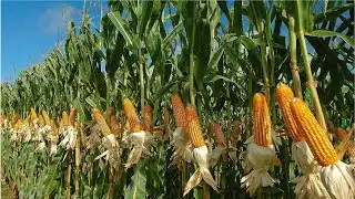 Amazing Agriculture Farm Technology   Life cycle of sweet corn Harvest and Processing