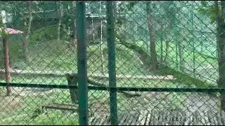 TIGER 🐅 Sanjay Gandhi National park #wildlife #trending #zoo #mumbai #animal #discovery #memes #news