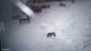 Skunk hunting for eggs:  12/8/25 Turtlesinger Blog,  