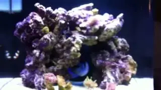 Bio cube