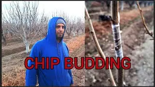 Chip Budding on One-Year Branch (Step by Step)