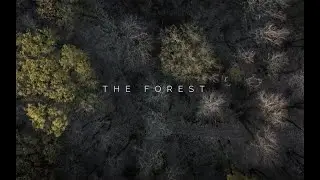 The Forest - JunyaMusic & FBMO (Chill Future Bass) (Vlog No Copyright Music) - 2022