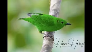 STUNNING TANAGERS OF ECUADOR BY HANS HEINZ