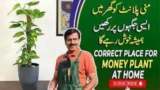 Correct places  to Keep Money Plant indoors&nbsp;| Gardening With Javed Iqbal