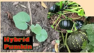 Hybrid Pumpkin II Organic Vegetables #garden #roomtogrow #growathome #homegardening