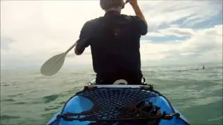 kayaking with dolphins part 2