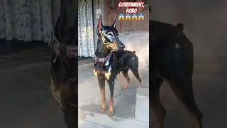 Doberman, dog.. RoBo