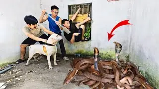 3 Brave Hunters Use Pitbull to Catch 100 King Cobras Ins Abandoned House